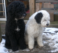 Momo und Mia vom Zaubergarten